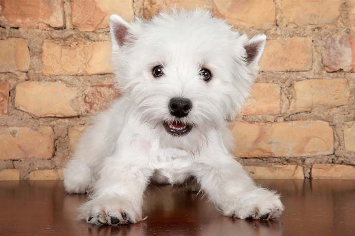 Retrato de perro West Highland White Terrier en el interior.