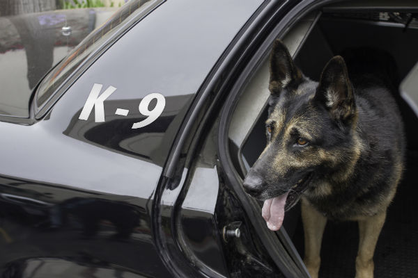 Pastor Alemán K-9 en un coche