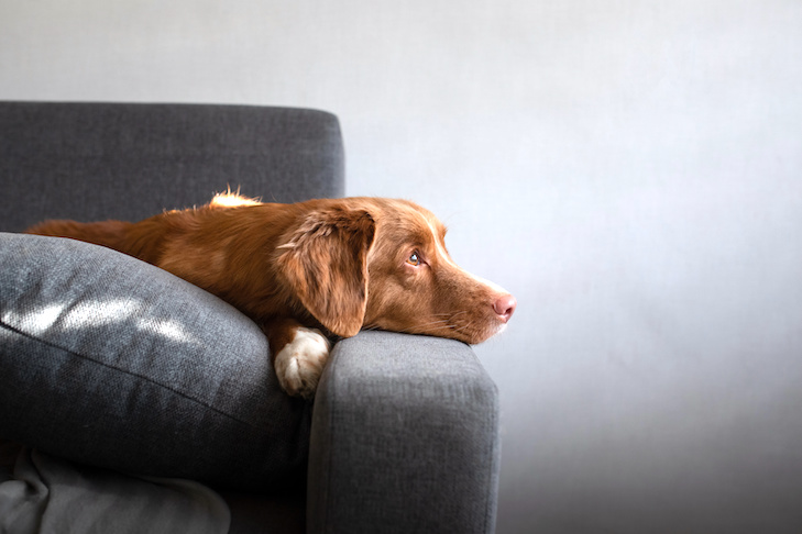 el perro está tirado en casa en el sofá. Pet interior Nova Scotia Duck Tolling Retriever descansando.
