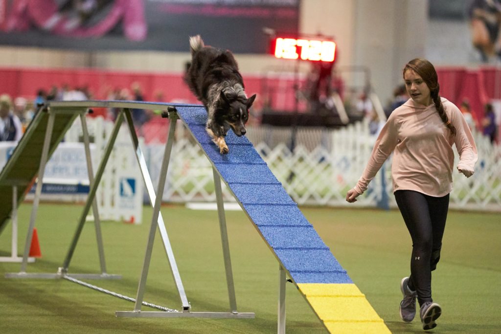 Border Collie paseando perros en el AKC Junior Agility Competition 2018, Orlando, FL.