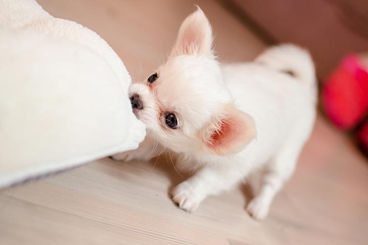 perro fotos