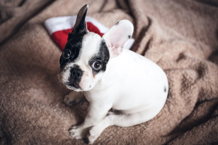 Cachorro de bulldog francés sentado en casa con un sombrero de Santa cerca.