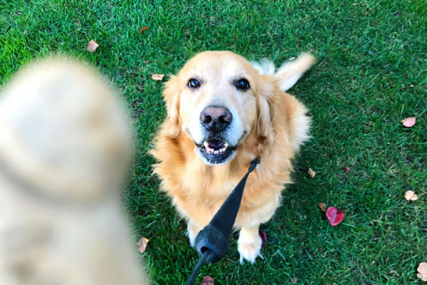 cuerpo senior de entrenamiento 2