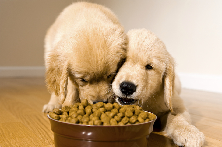 Dos cachorros Golden Retriever de 8 semanas comiendo croquetas de un tazón mientras están acostados en un piso de madera.