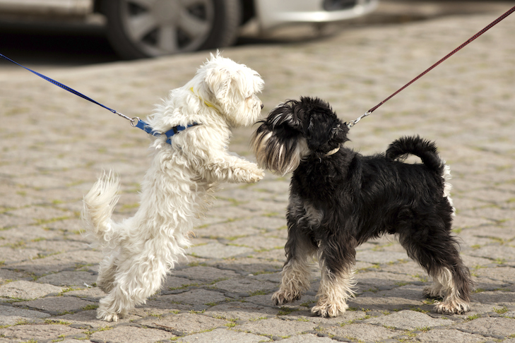 Schnauzer miniatura con correa encontrándose con otro perro en la acera.