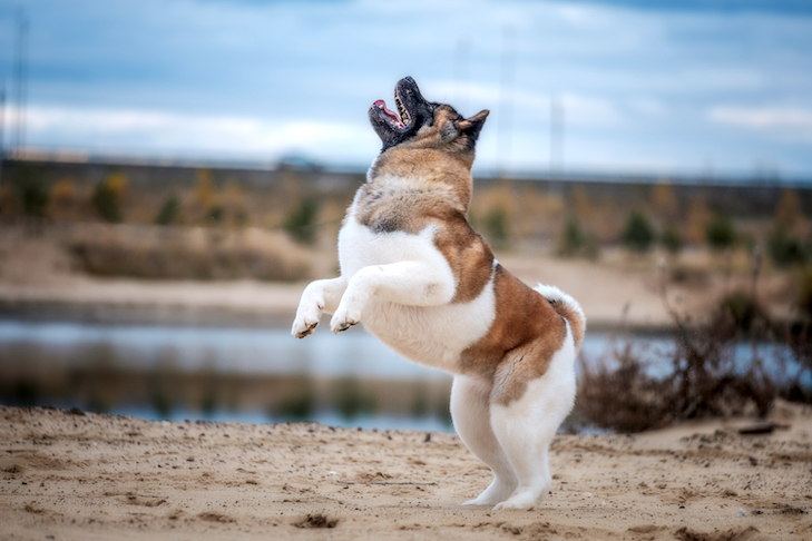 Akita jugando en la playa.