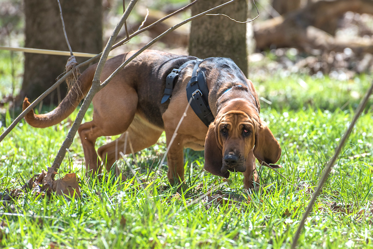 Bloodhound en un olor en el bosque.