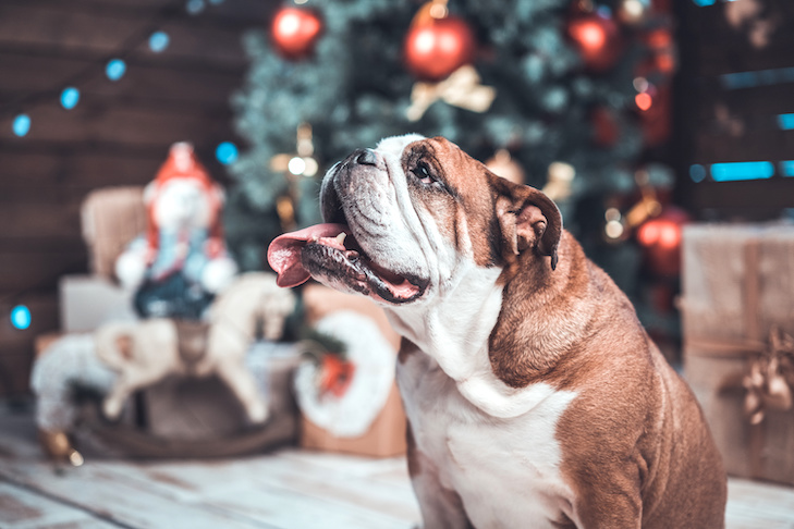 Cómo preparar a tu perro para las fiestas – American Kennel Club

