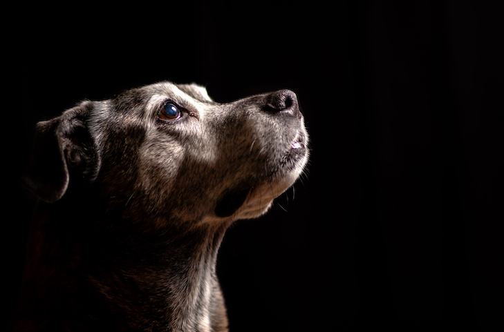 Cabeza de perro de raza mixta de perfil mirando hacia arriba sobre un fondo negro.