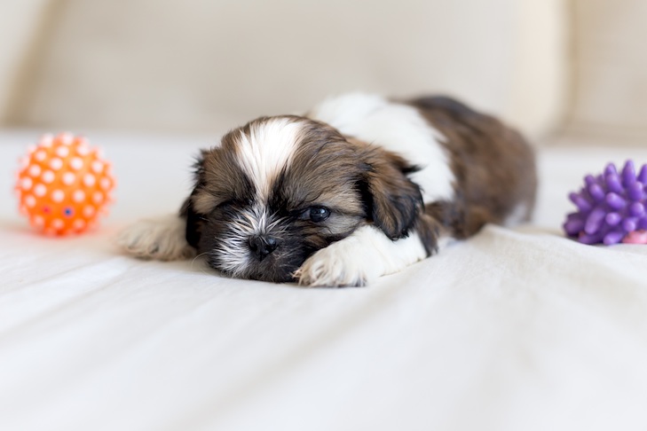 Cachorro Shih Tzu peludo durmiendo con dos juguetes