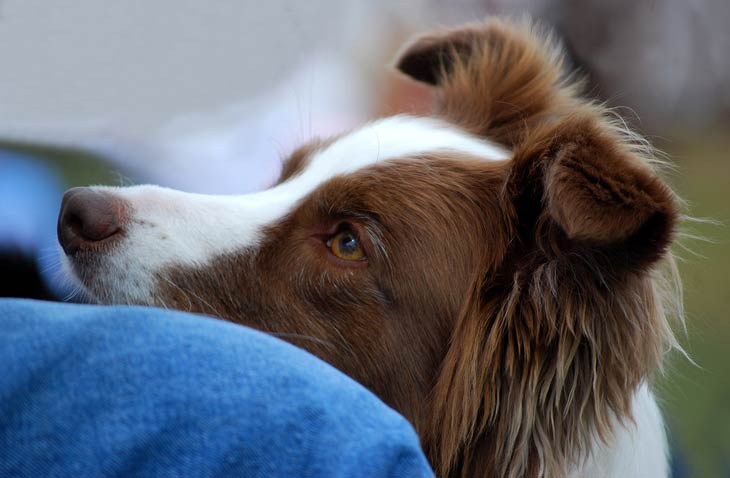 perro mantiene contacto visual