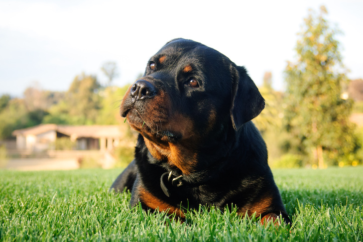 Retrato al aire libre del perro rottweiler