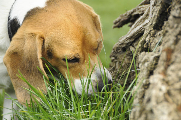 Beagle olfateando algo en el suelo