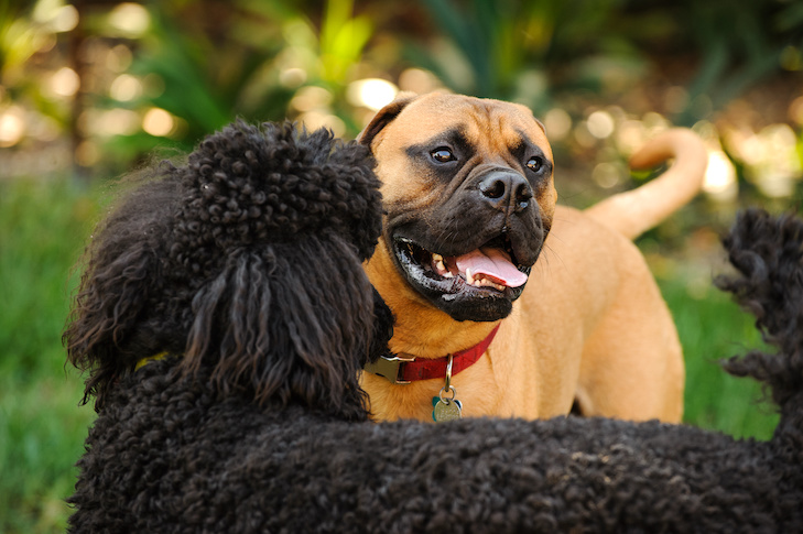Caniche y Bullmastiff saludándose al aire libre.