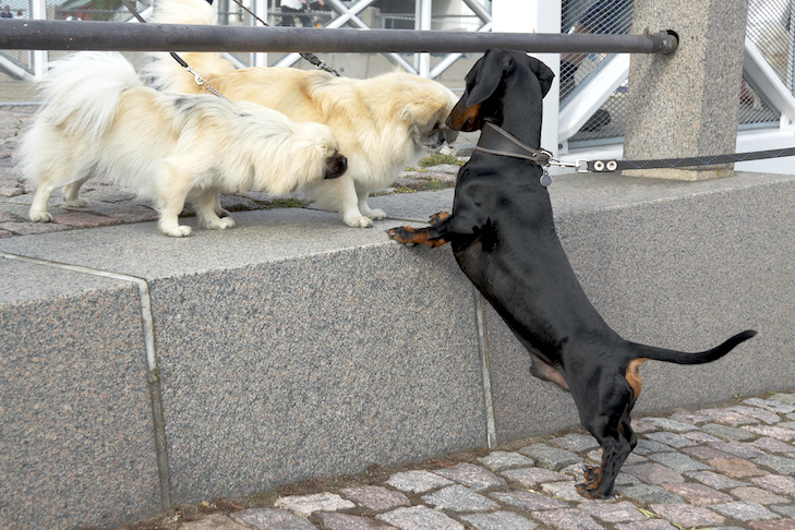 Dachshund conociendo a otros perros en la acera.